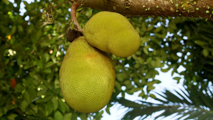 jackfruit-3282086__480.jpg