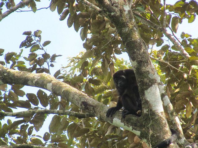 1.1421189685.2-howler-monkey.jpg