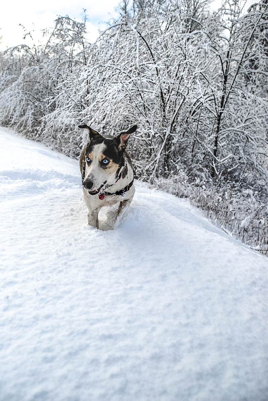 murphydog donates to TARC charity, winter portrait snow dog