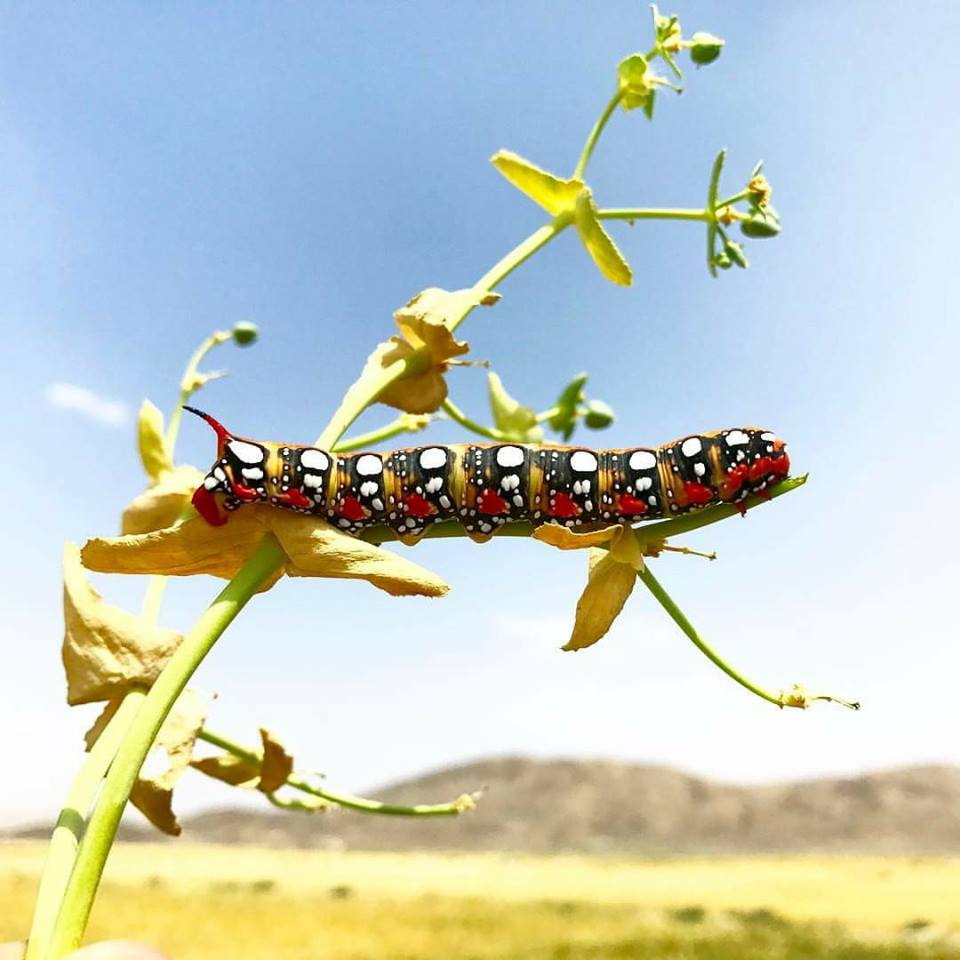 Isn't mother nature amazing Shot of a wonderful caterpillar.jpg