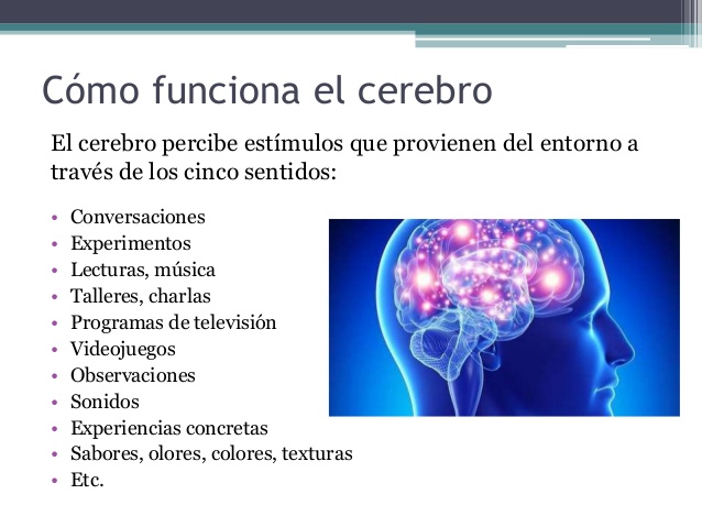 cerebro 2.jpg