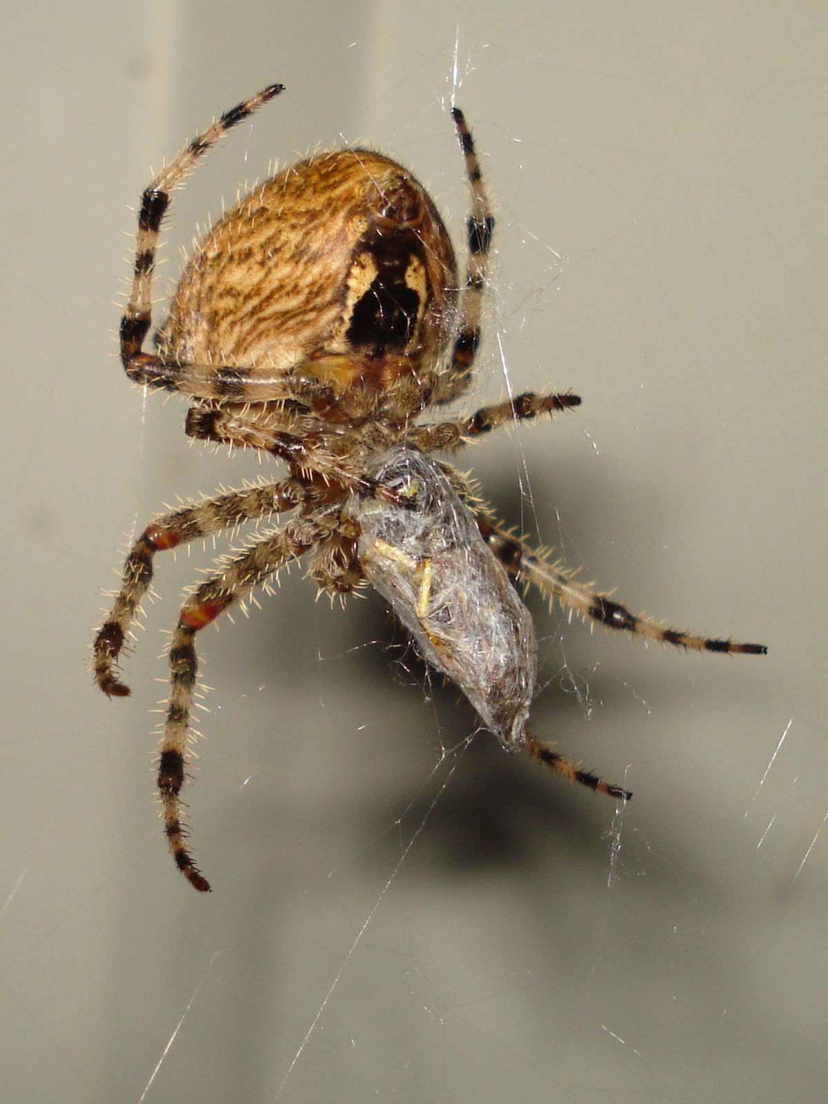spidernight.jpg