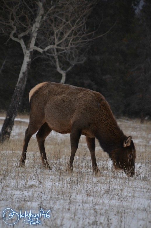 elk19.jpg