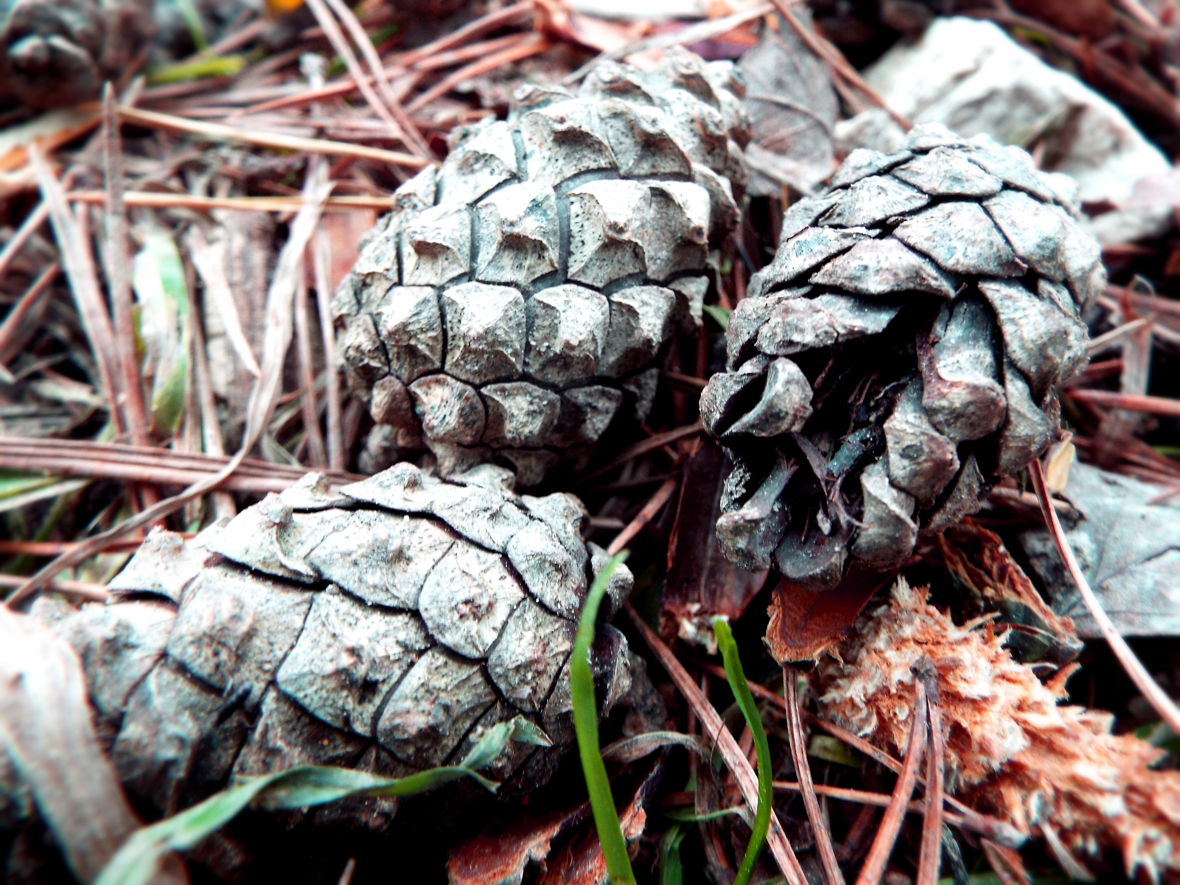 pine cones.JPG