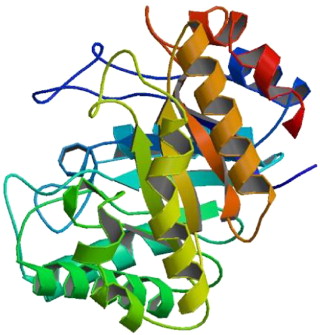 cDNA Clone Vectors.jpg