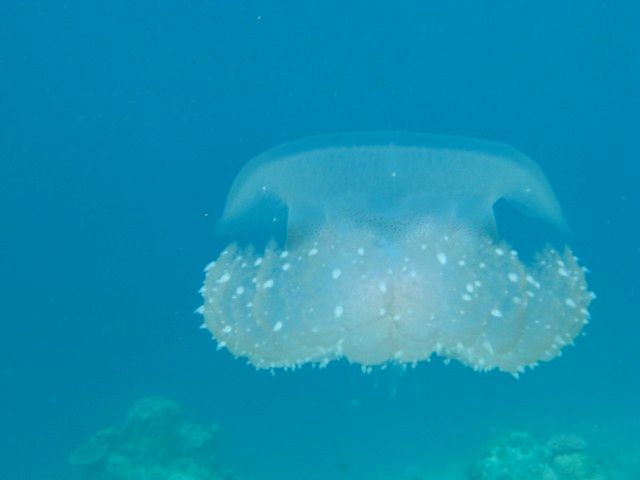 Chandelier Jellyfish.jpg