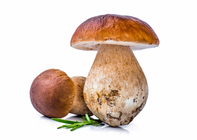 Porcini Mushrooms Market 2018 Global Industry Size Outlook Share Demand Manufacturers And 2025 Forecast Steemit,Crockpot Chicken And Noodles