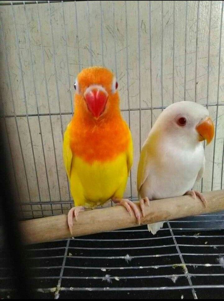 Lovebird Albino Couple S Steemit