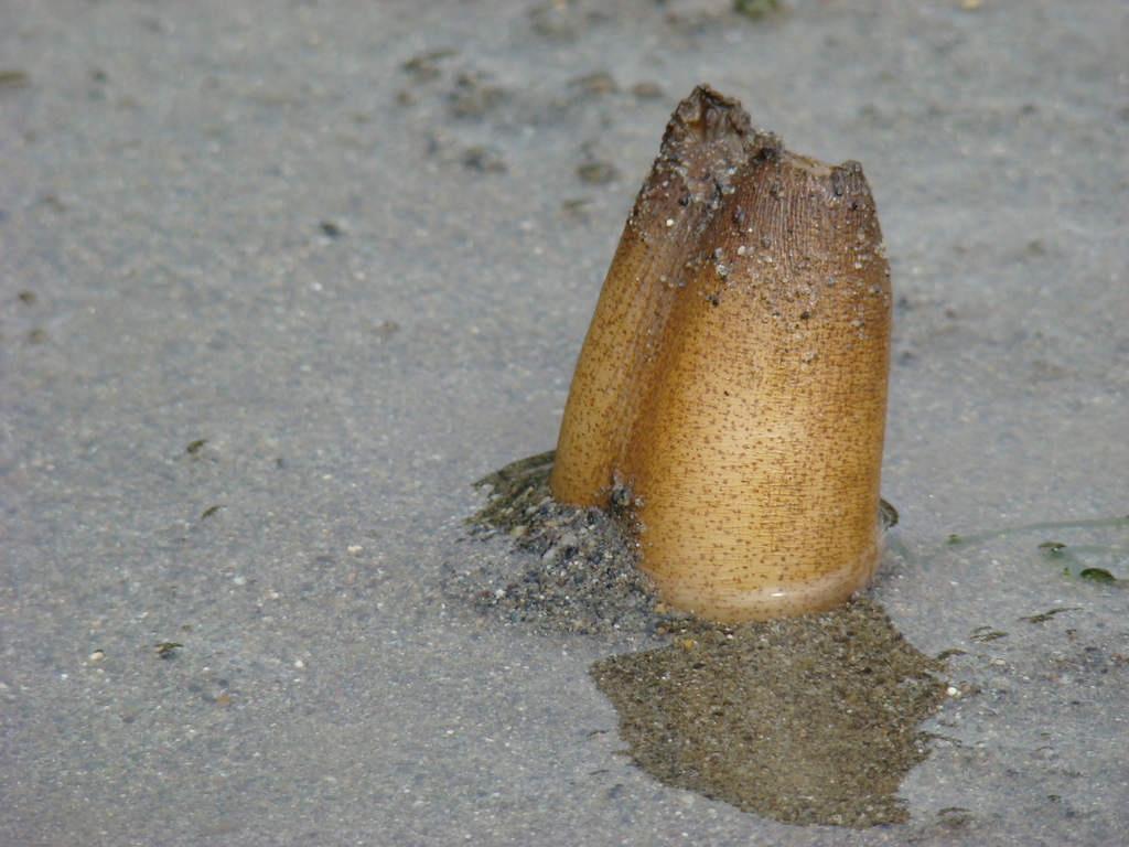 Geoduck_1.jpg