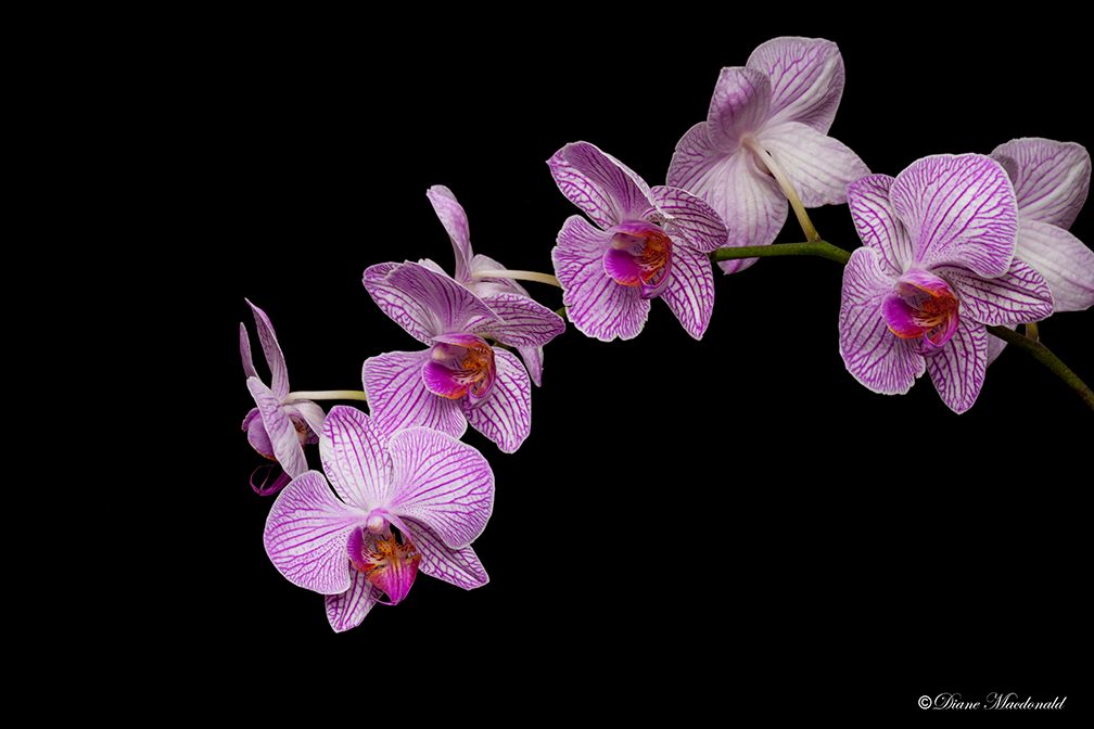 orchids.jpg