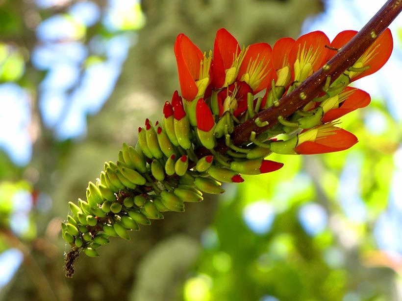 Flowers025a.jpg
