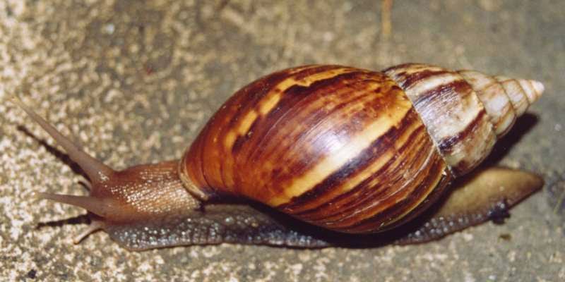 Achatina_fulica_Nigeria.jpg