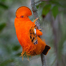 220px-Guianan_Cock-of-the-rock_(Rupicola_rupicola).jpg