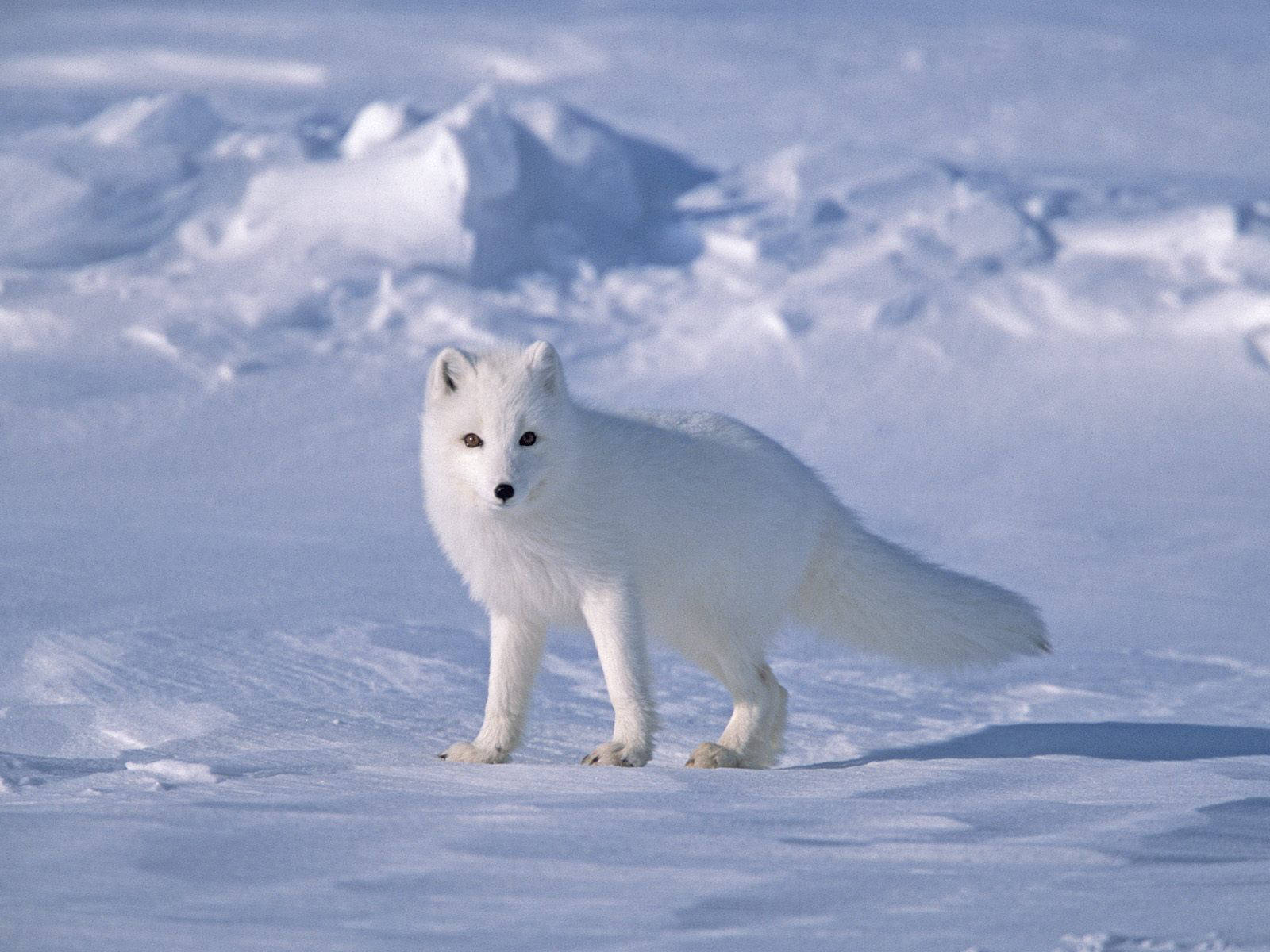 arctic fox_winter.jpg