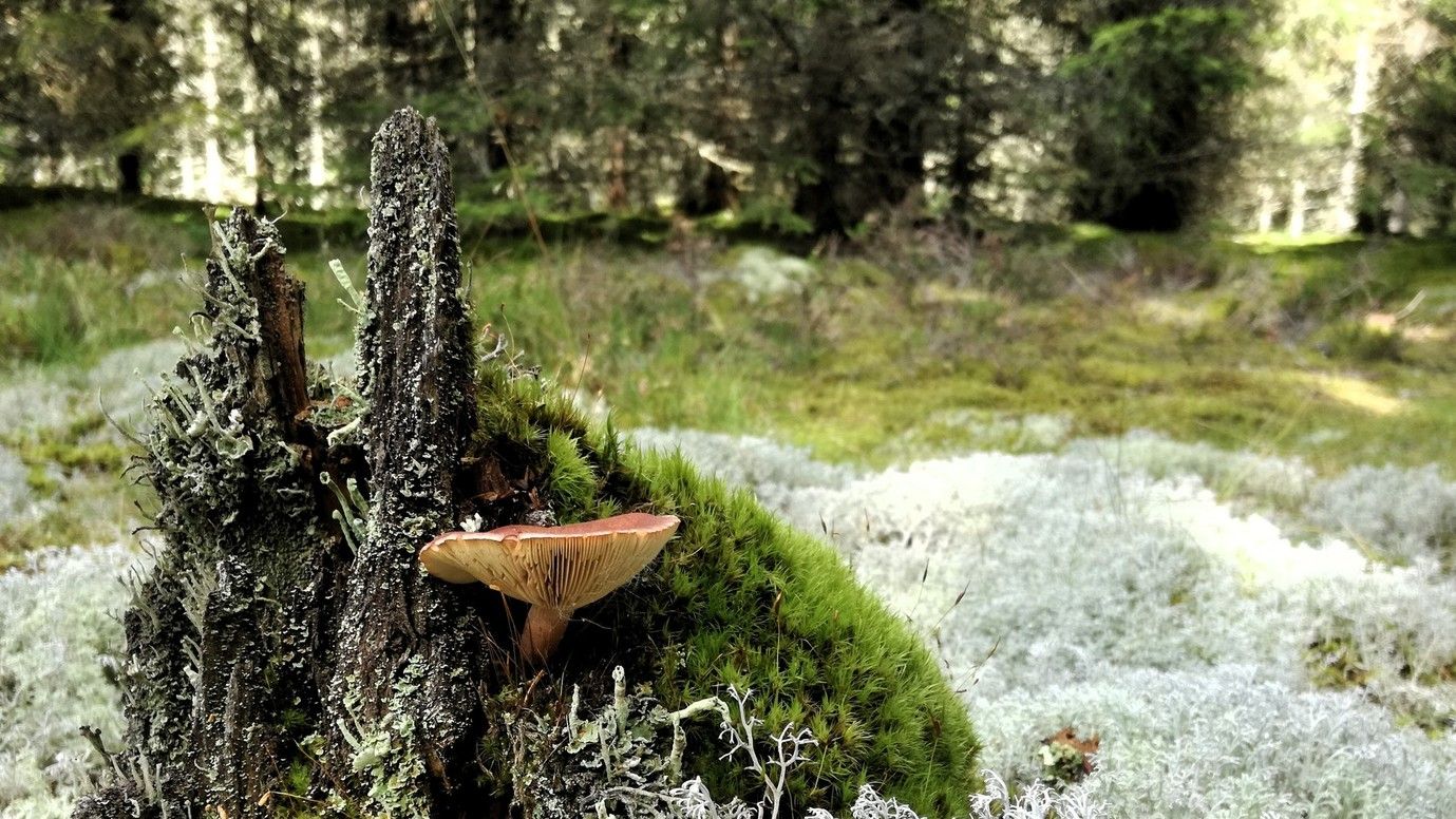 mushroom on a tree stub in the forest.jpg