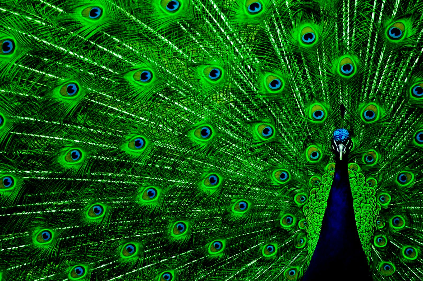 Peacock_Green_Wings_HD_Wallpaper-Vvallpaper.Net.jpg