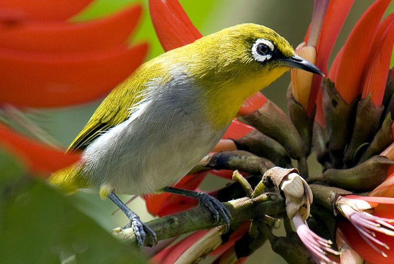 800px-Oriental_White-eye_by_N.A._Nazeer.jpg