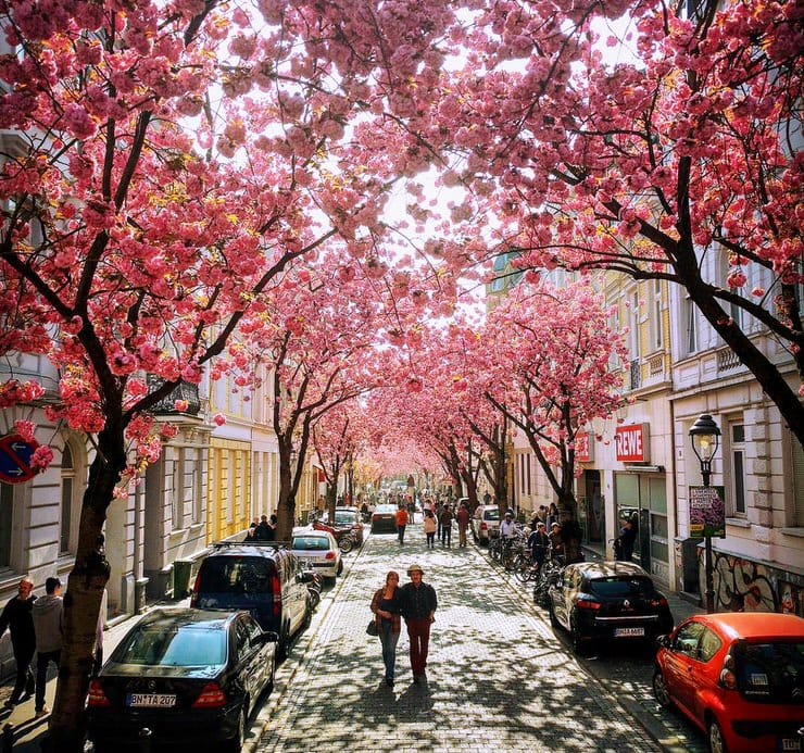 Cherry-Blossom-Avenue-Bonn-by-town.jpg