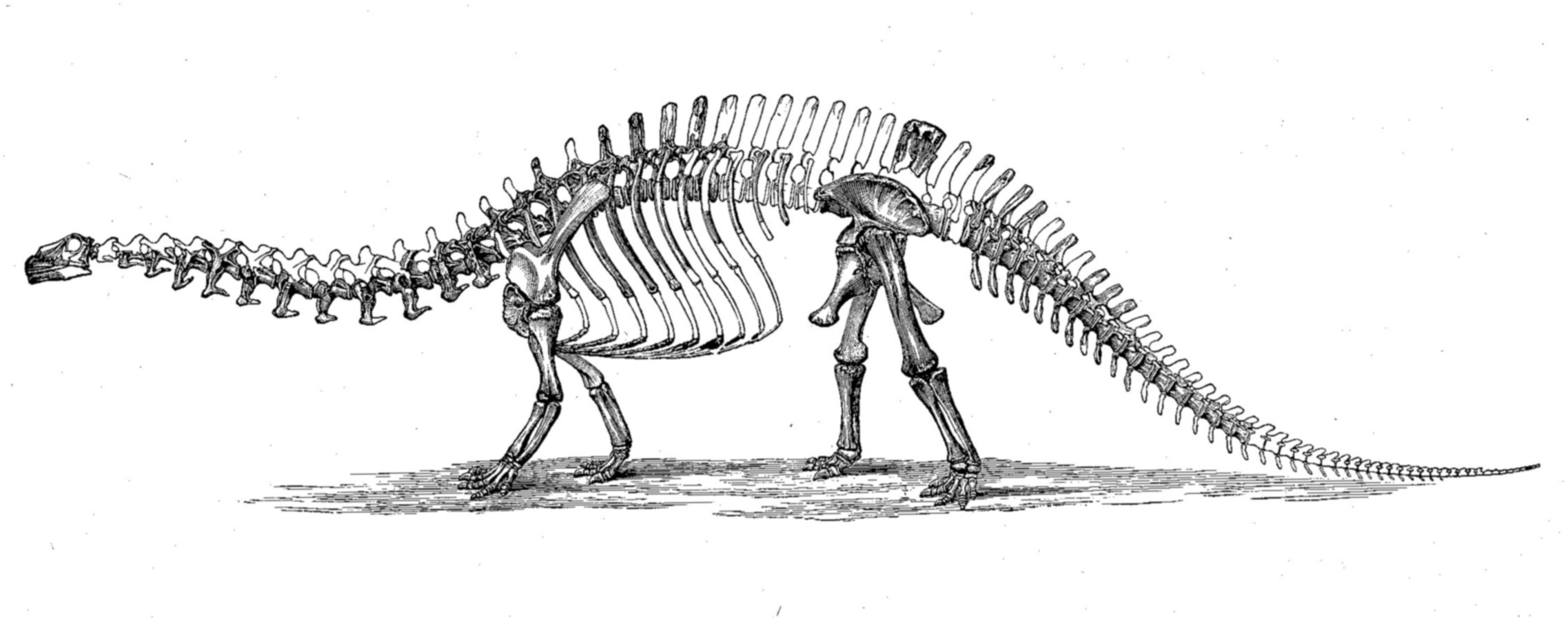 Brontosaurus_skeleton_1880s.jpg