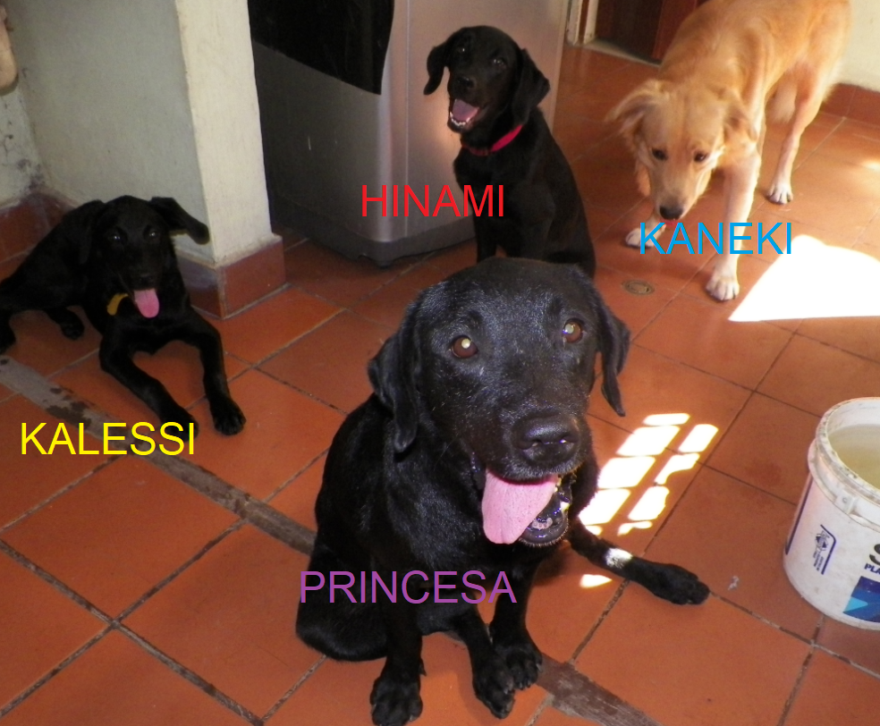 PERRO.png