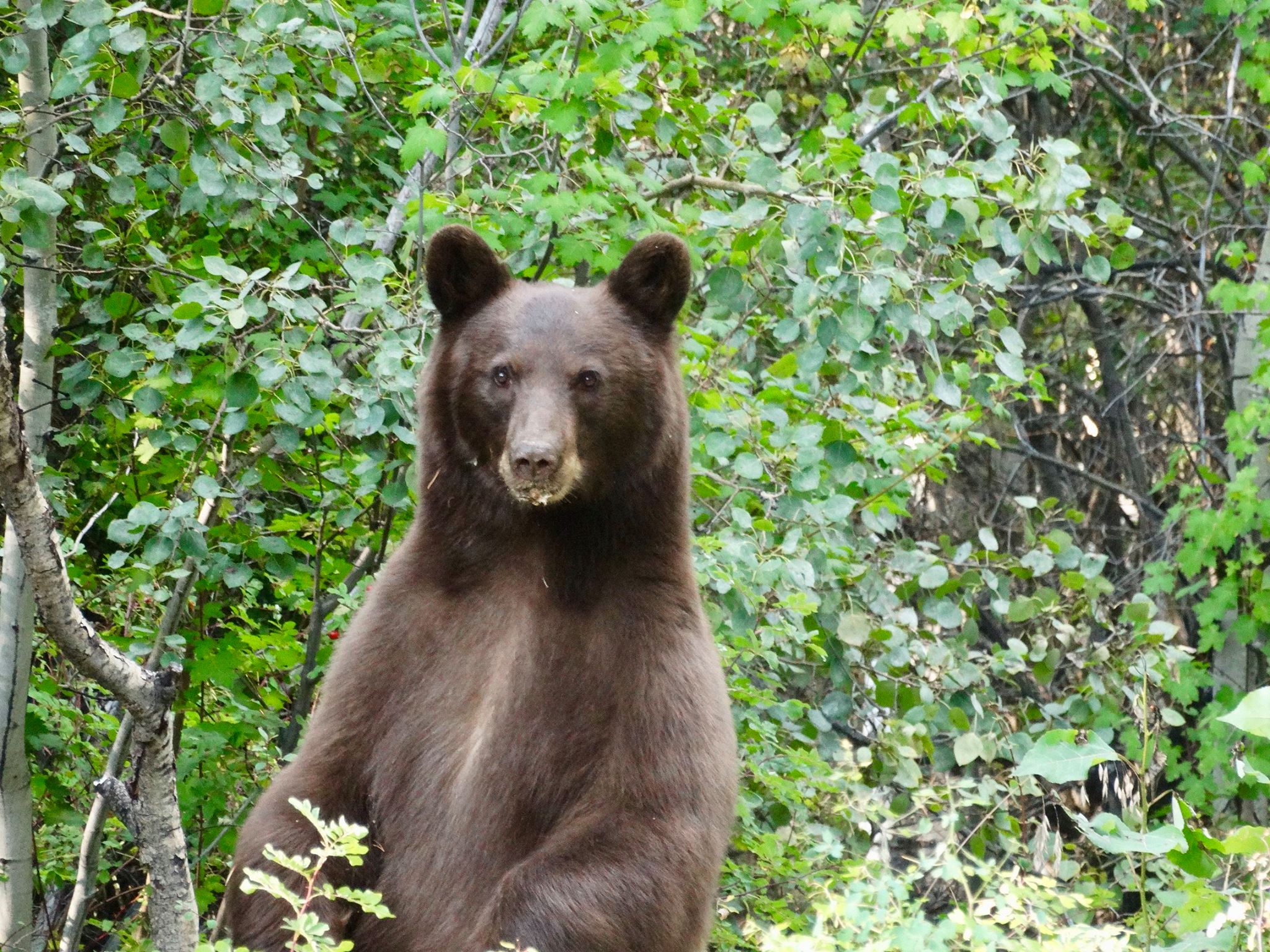 Don g. bear 4 eating.jpg