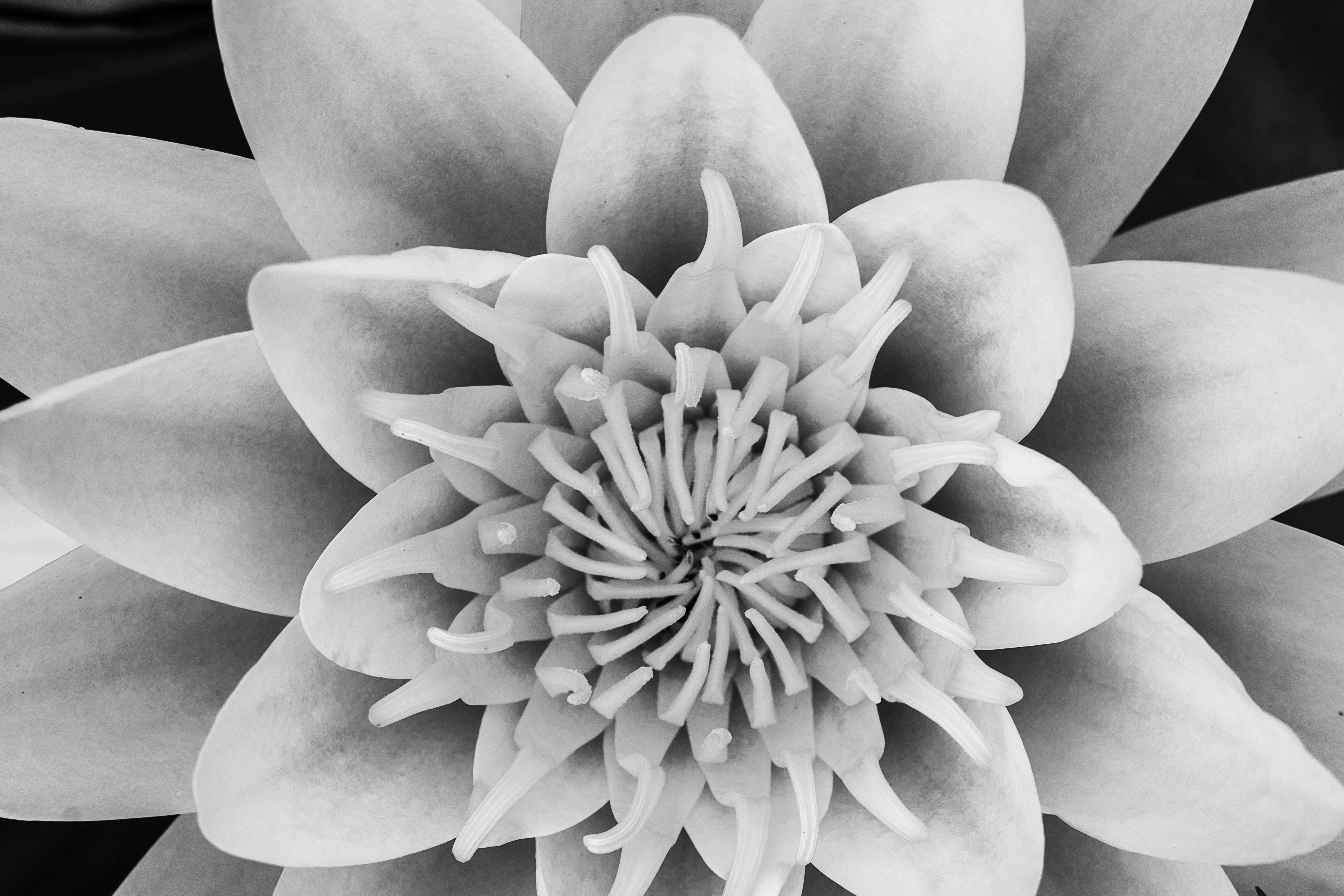 Flowers 2_19bw.jpg