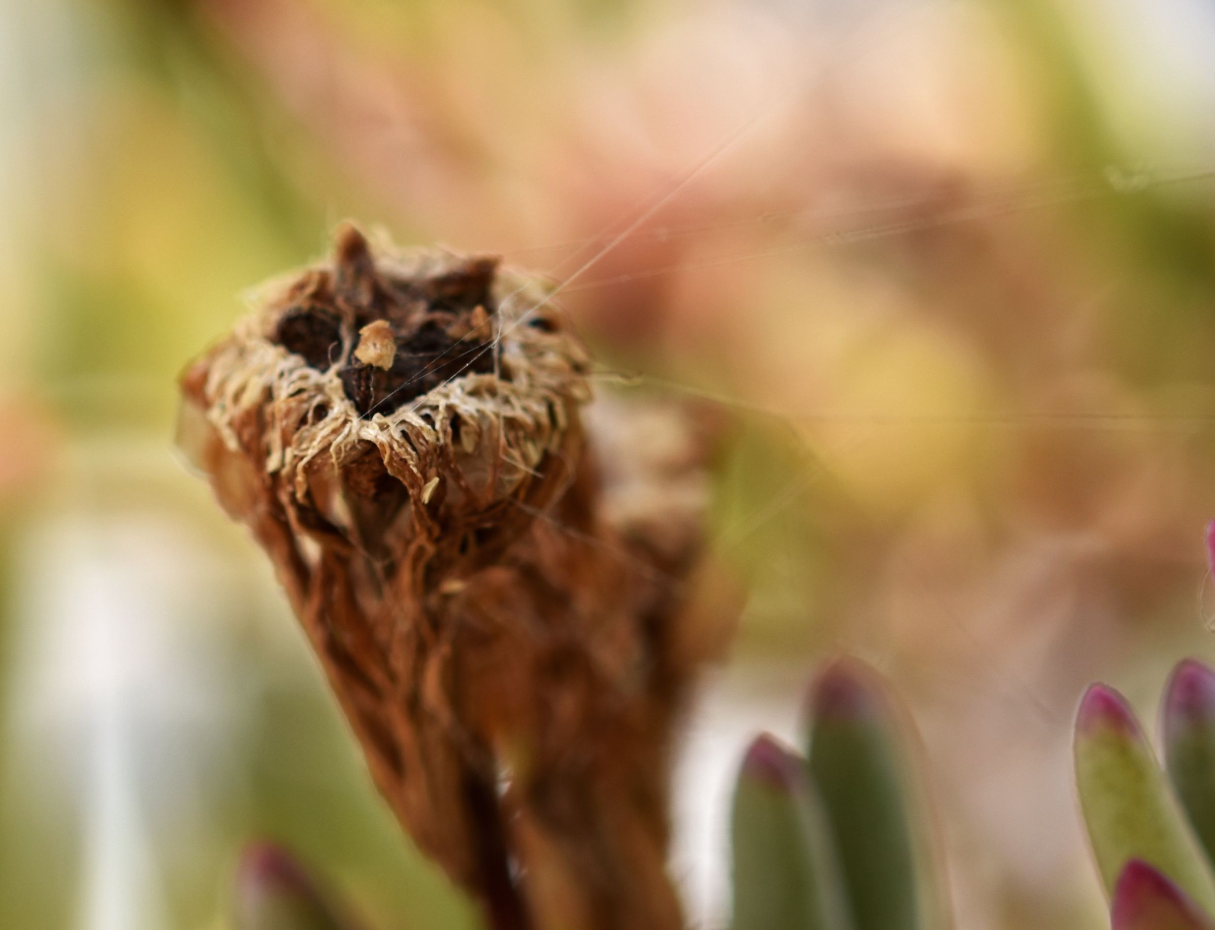 ice plant dry pod.jpg