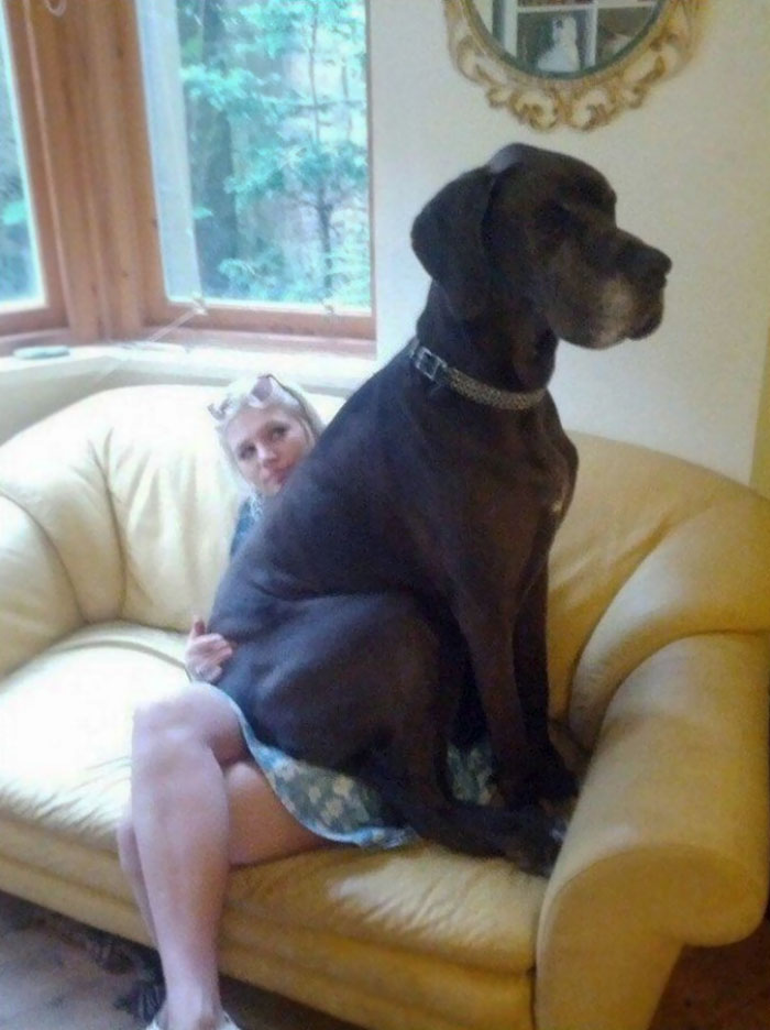 giant-lap-dogs-140-599fd177b8bc4__700.jpg