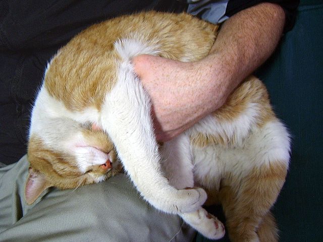 CATCURL.jpg