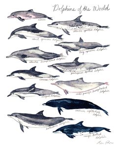 f524f877047dfa65220f33b53b9d594d--sailboat-nursery-art-clothing.jpg