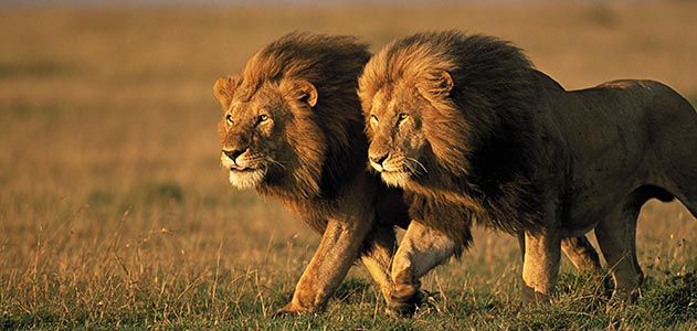 two-male-lions-Kenya-631.jpg