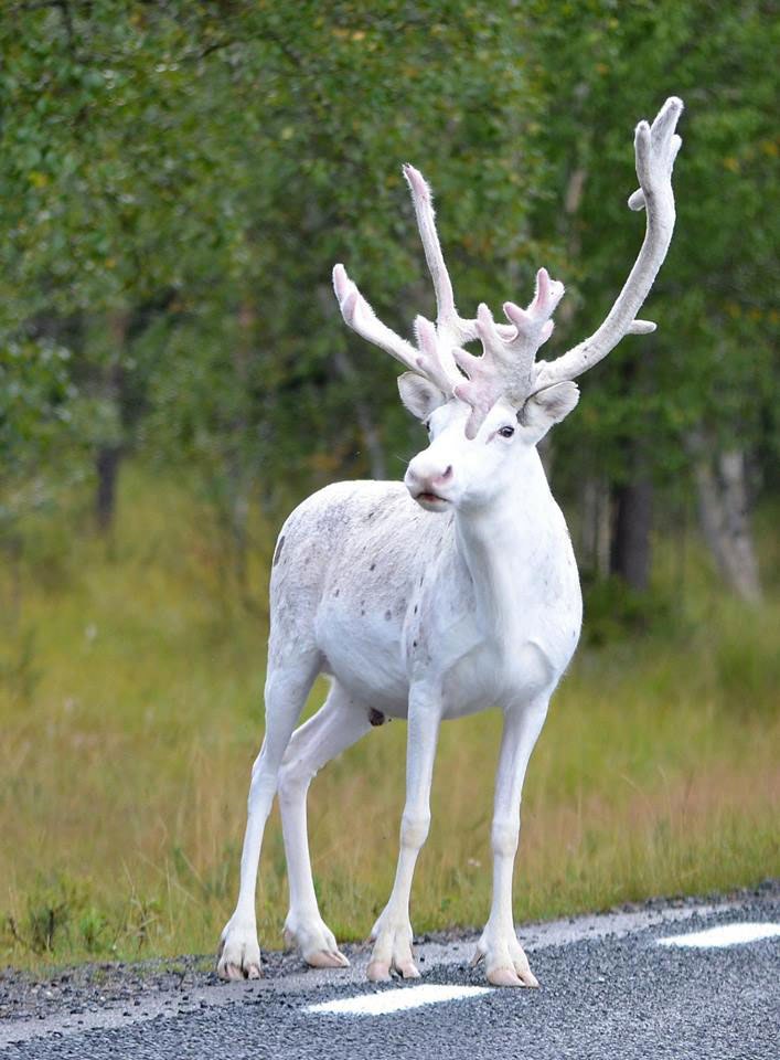 white-albino-reindeer-sweden.jpg