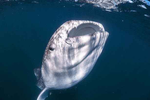 SWNS_WHALESHARK_BOAT_02.jpg