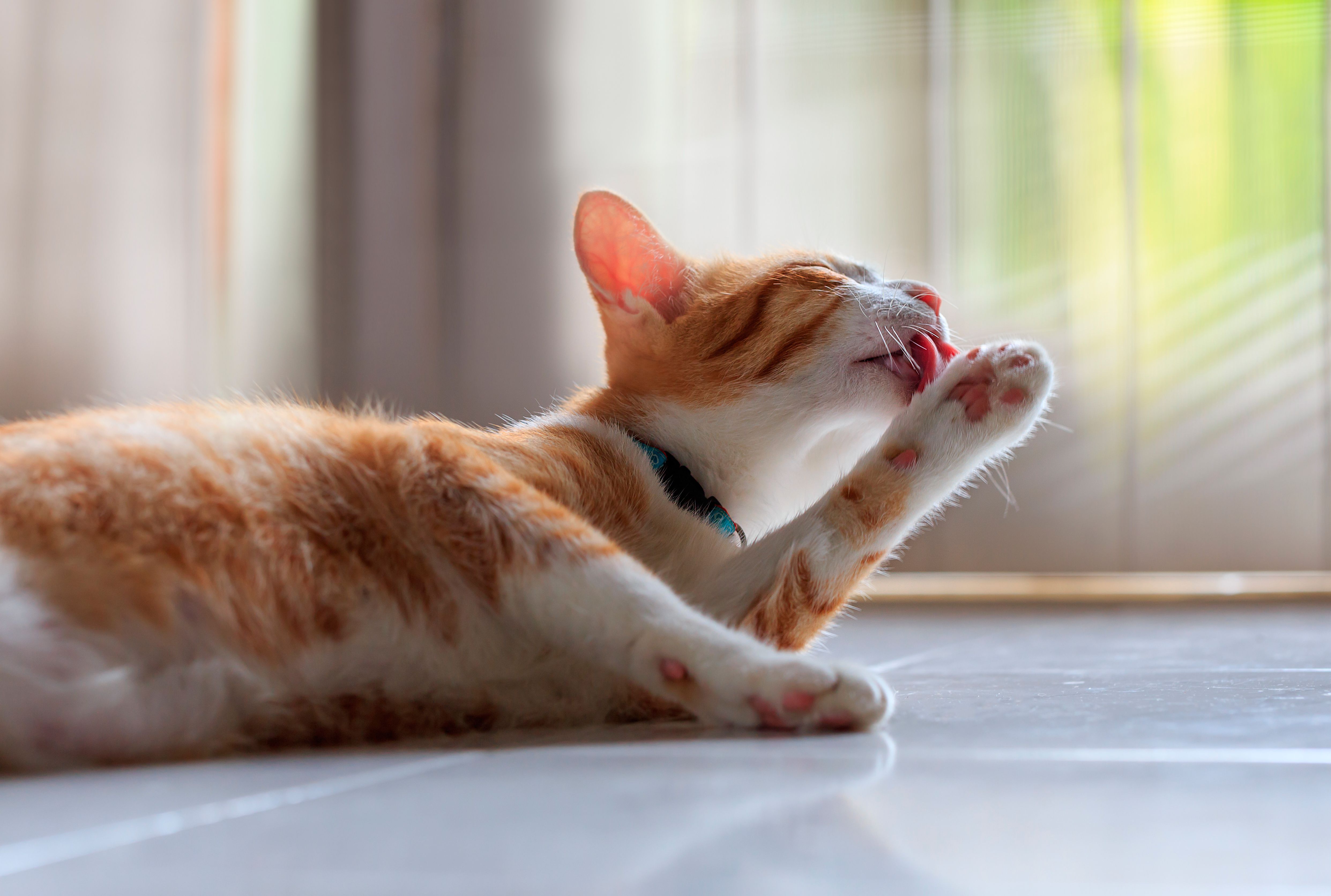 cat over grooming paws