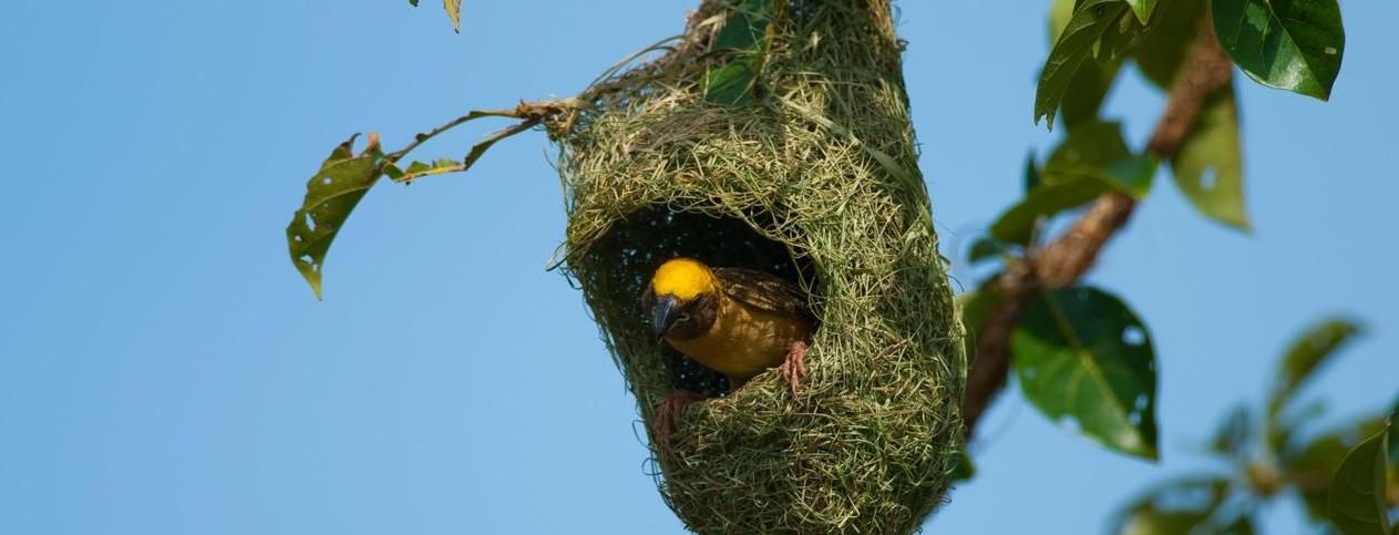 bird nest 1.jpg
