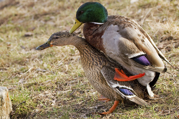 this-is-how-ducks-have-sex-and-its-pretty-incredi-2-31558-1408720853-32_dblbig.jpg