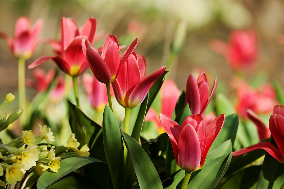 tulips-3251905_960_720.jpg