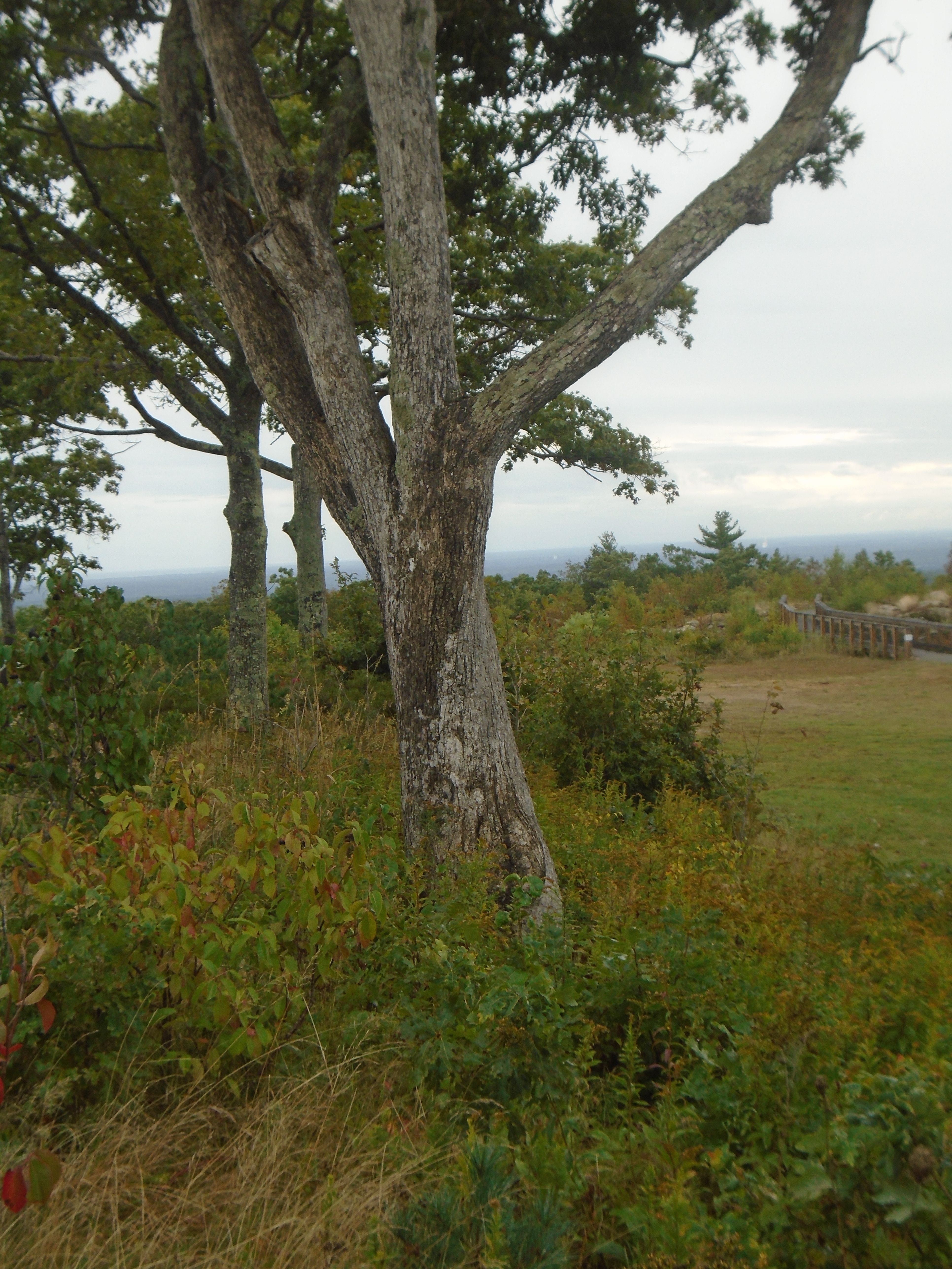 Trees on the Mountain.jpg