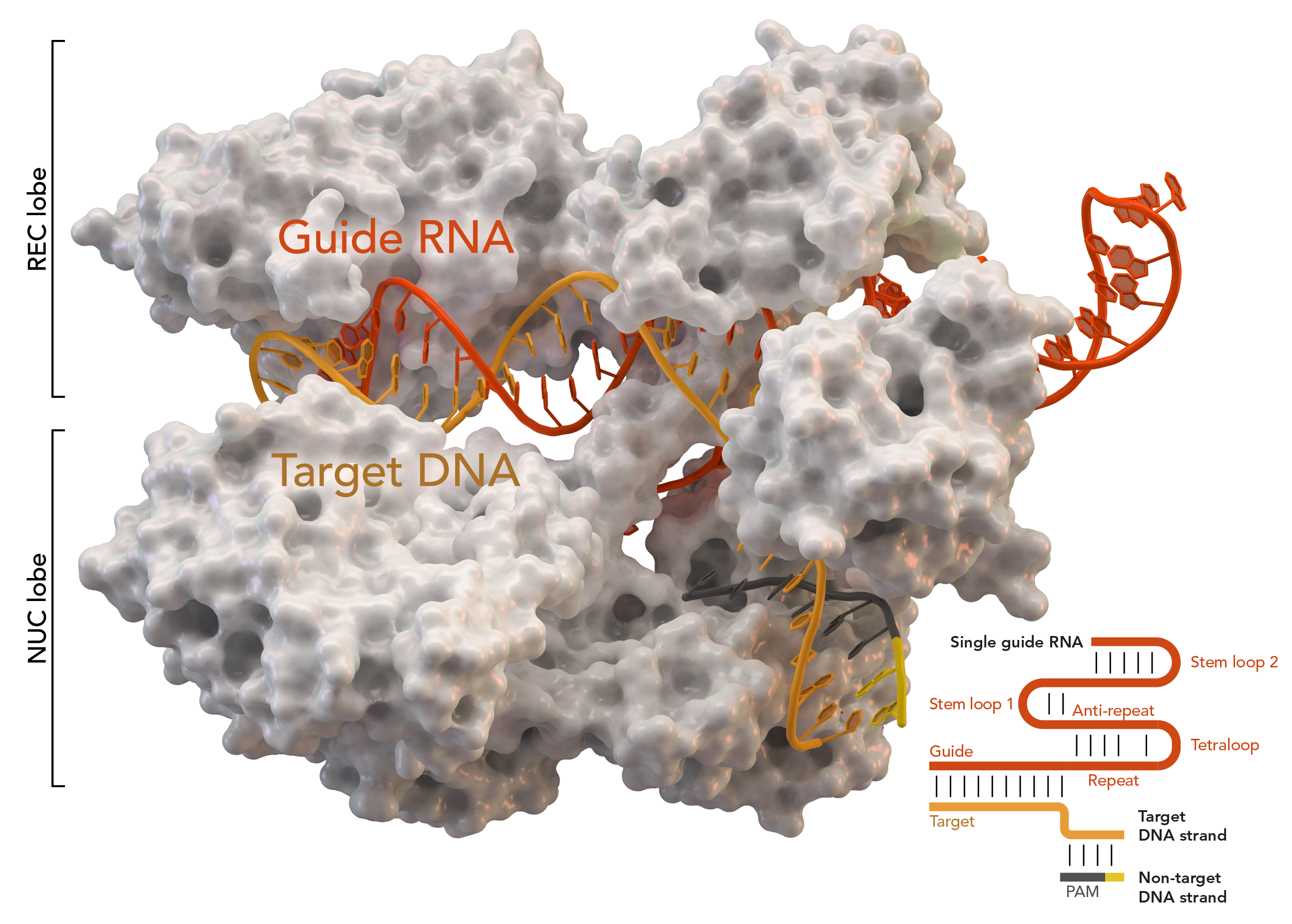 Cas9_5AXW.png