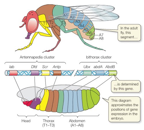 Fly hox gene.jpg