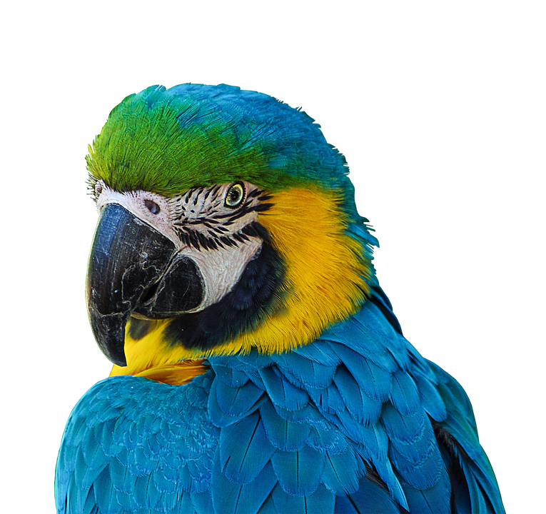 parrot-2503433_960_720.png