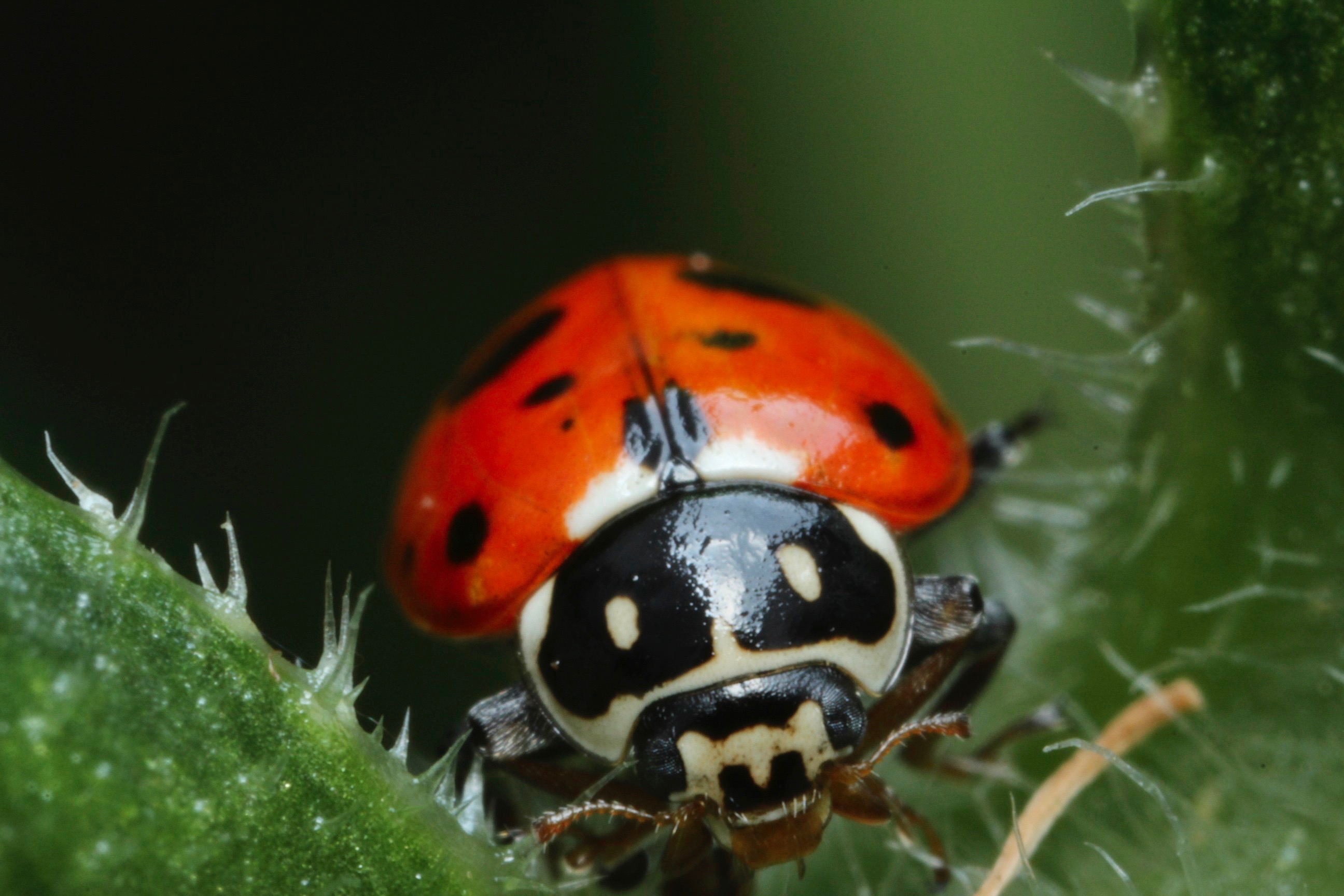 covergent lady beetle  (Hippodamia convergens).jpg