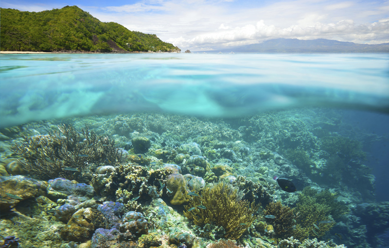 apo-island.jpg