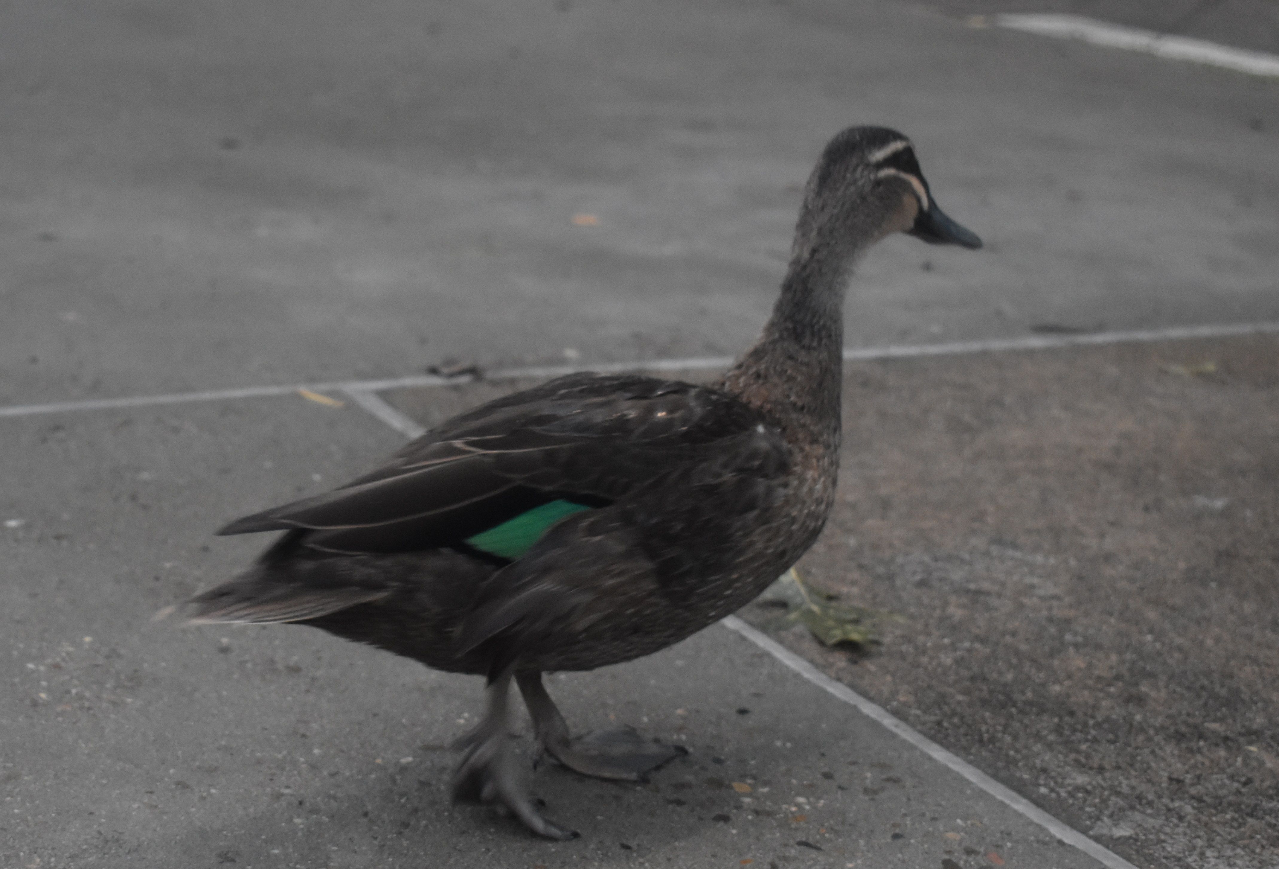 DSC_0029.jpg