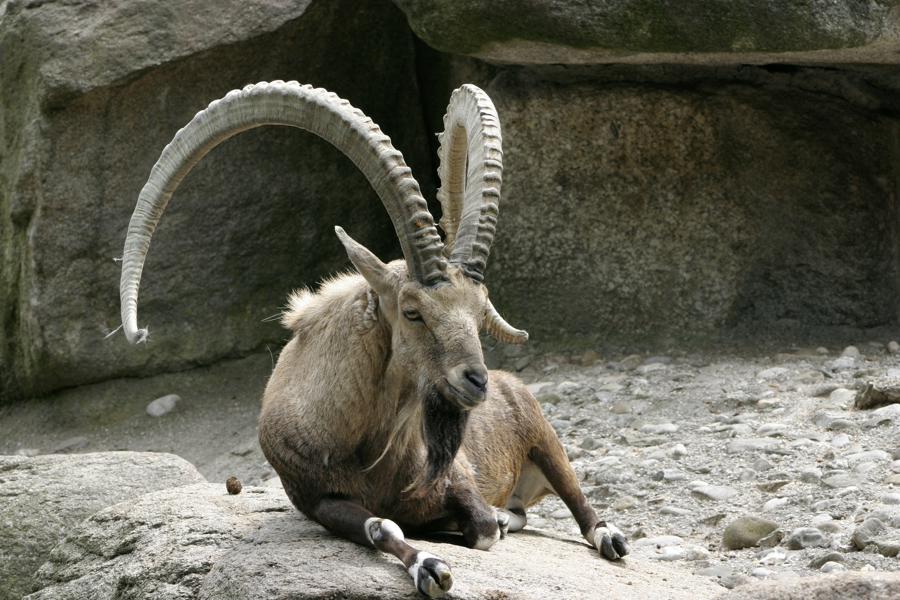 Capra_ibex_ibex_–_02.jpg