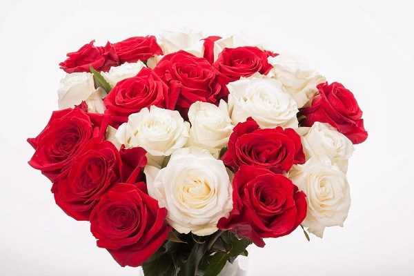 Red-and-white-rose-Happy-Rose-Day-2016.jpg.jpg