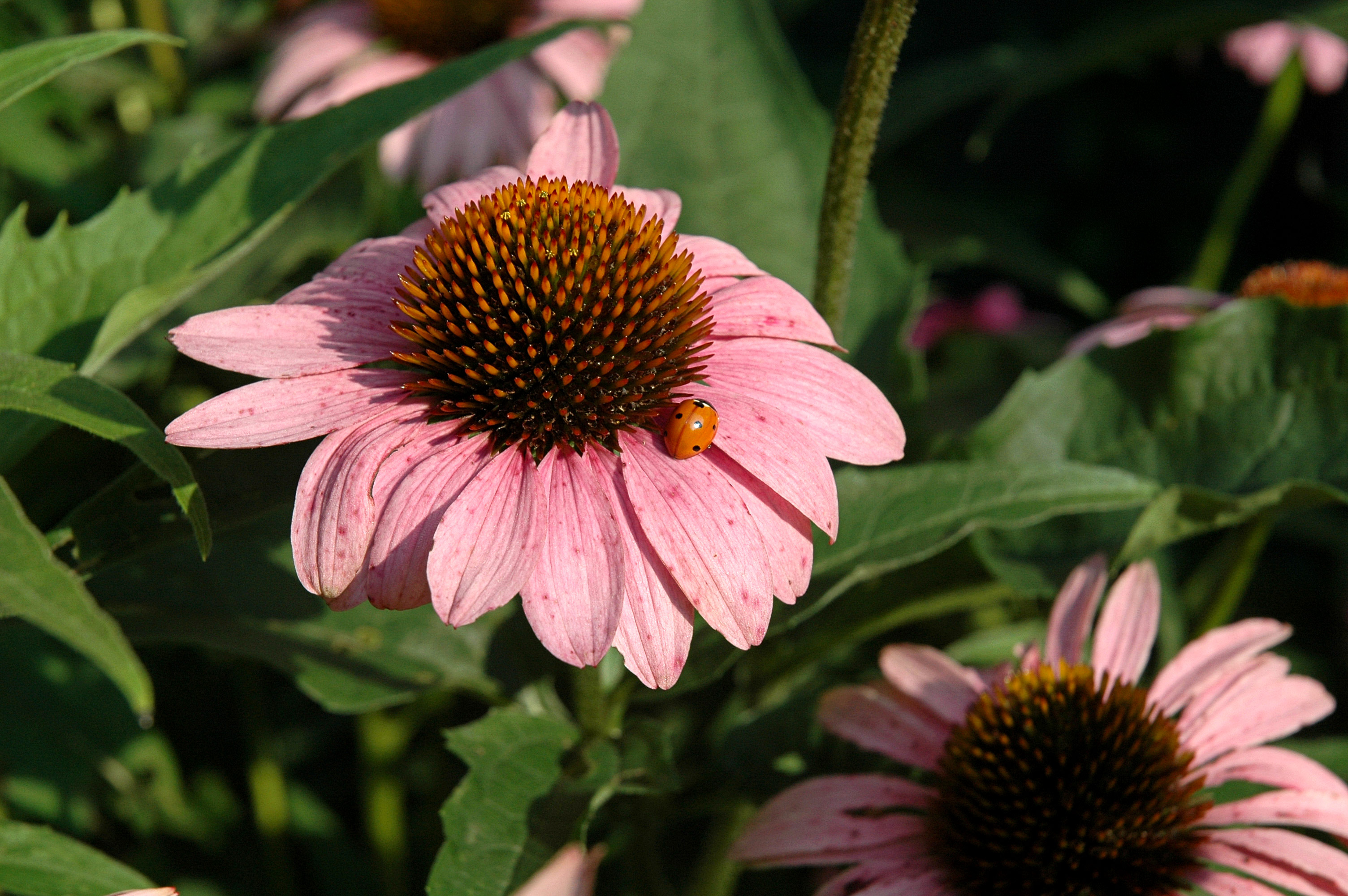 purple_coneflowers_ladybug.jpg