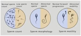 sperm.jpg