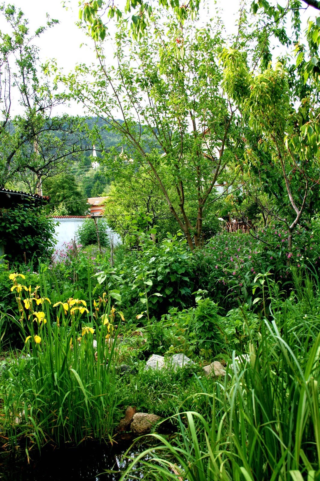 Balkan Ecology Project Garden -  May 2014.jpg