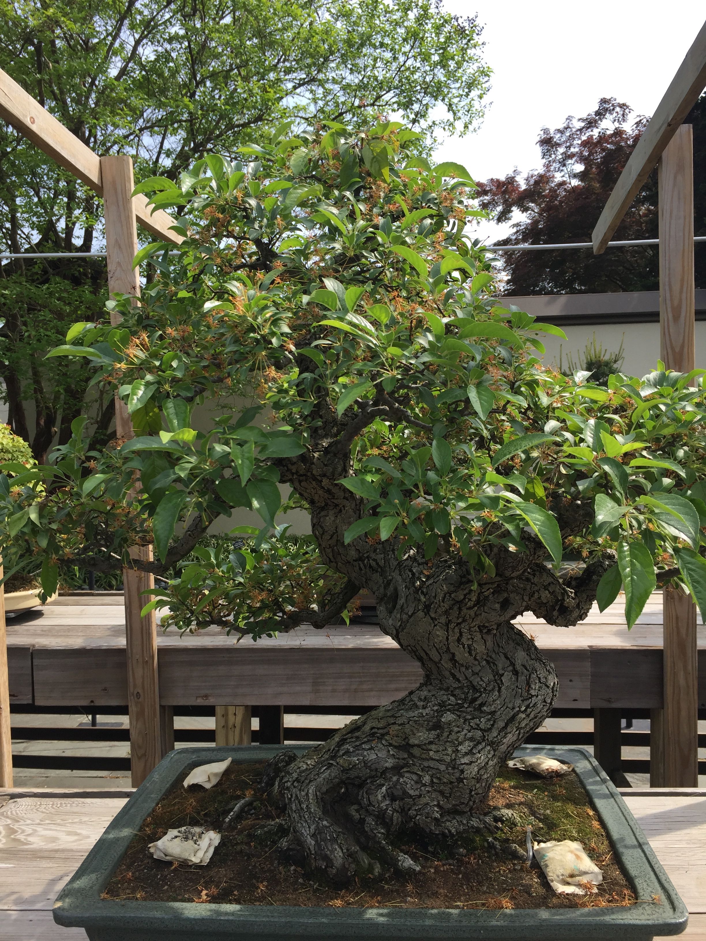 Bonsai Museum2.jpg